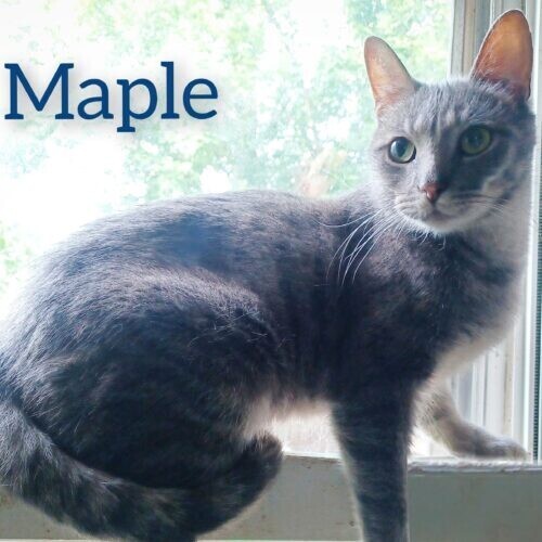 Maple 2