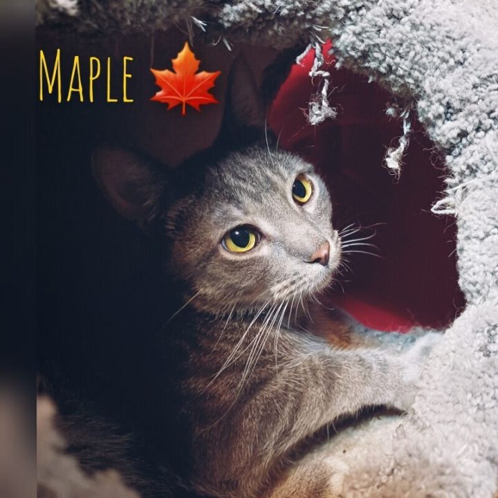Maple 6