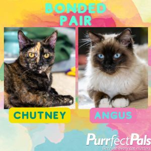 Chutney