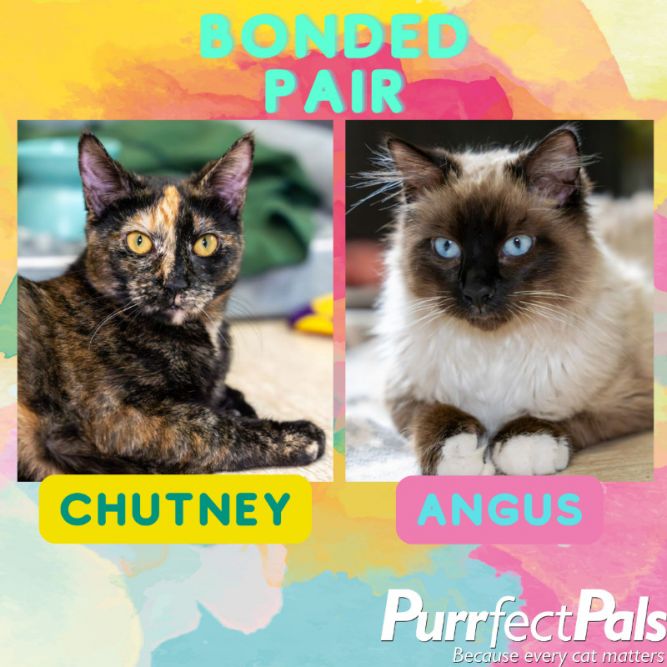 Chutney