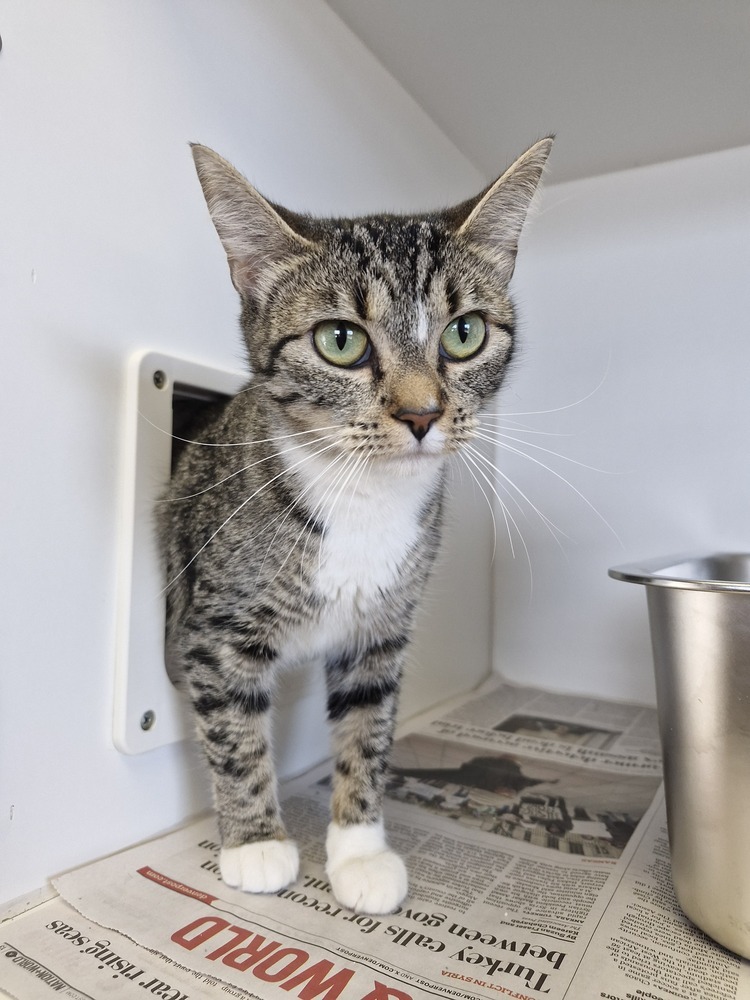 Leona, an adoptable Domestic Short Hair in Leadville, CO, 80461 | Photo Image 1