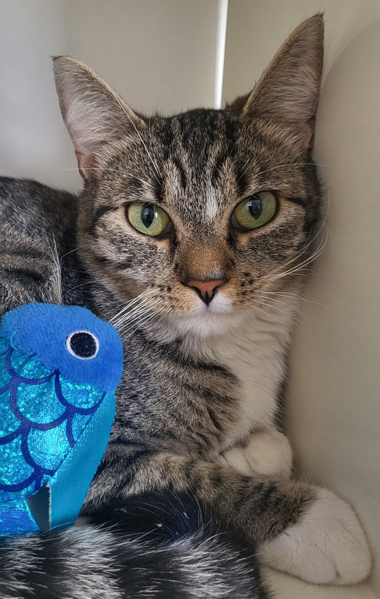 Leona, an adoptable Domestic Short Hair in Leadville, CO, 80461 | Photo Image 2