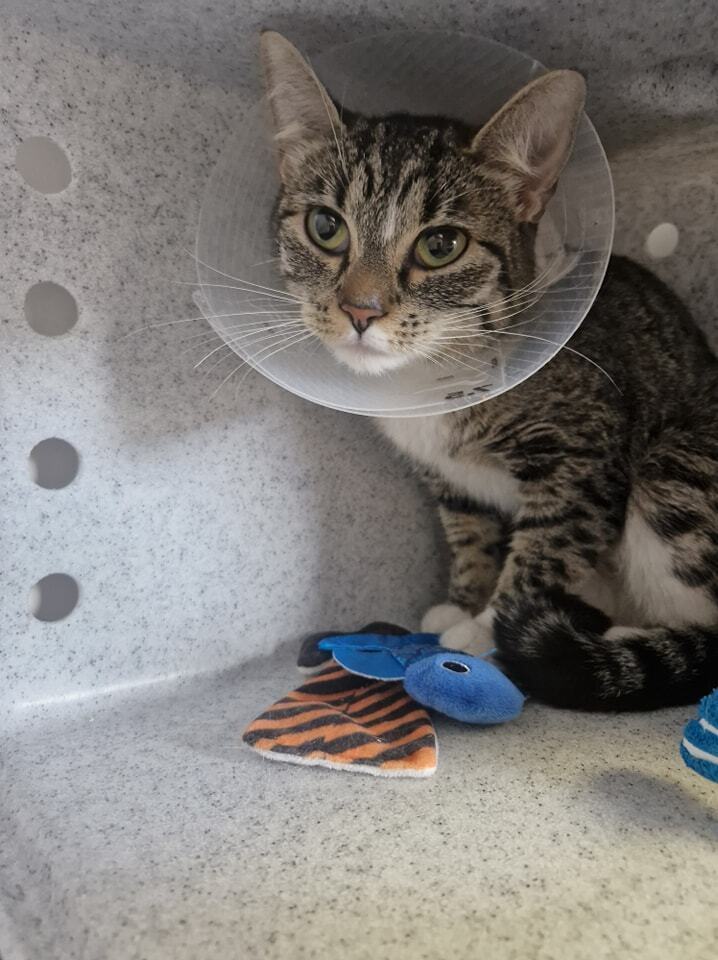 Leona, an adoptable Domestic Short Hair in Leadville, CO, 80461 | Photo Image 3