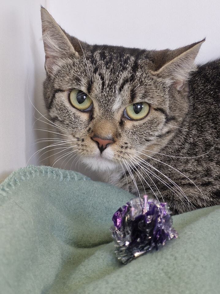 Leona, an adoptable Domestic Short Hair in Leadville, CO, 80461 | Photo Image 4