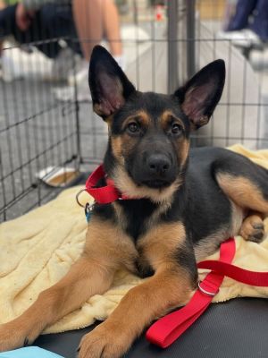 Meet Tarzan - a young pup who wakes up everyday excited to learn more about this jungle called life