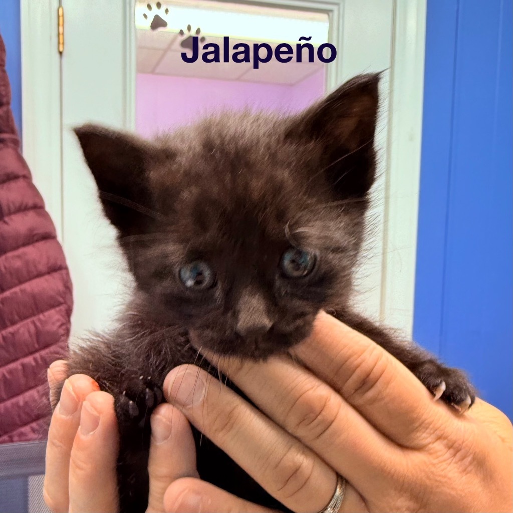 Jalapeo