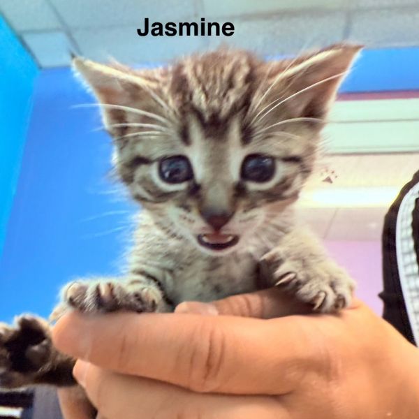 Jasmine thumbnail 1