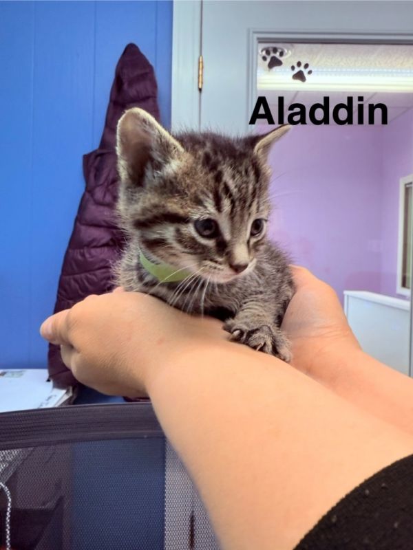 Aladdin thumbnail 1