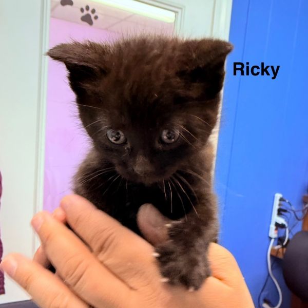 Ricky thumbnail 1