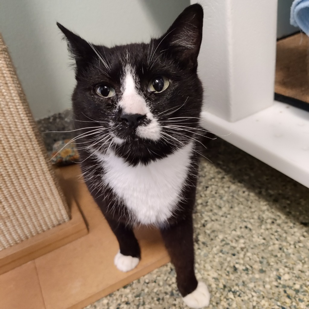 Poppy, an adoptable Domestic Short Hair in Eastsound, WA, 98245 | Photo Image 1