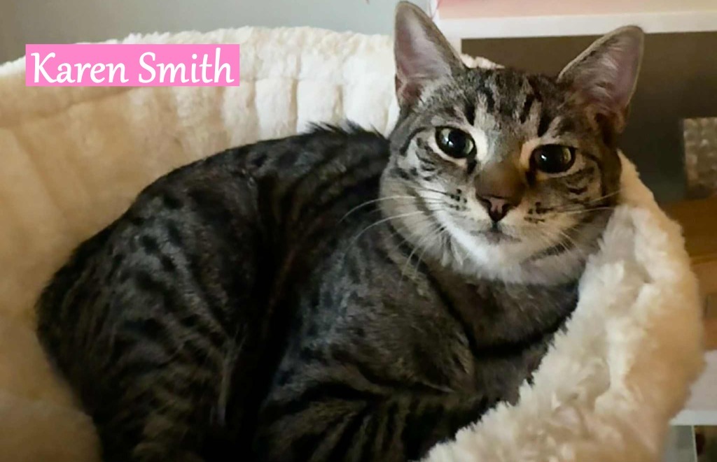 Karen Smith, an adoptable Domestic Short Hair in Hoover , AL, 35226 | Photo Image 1