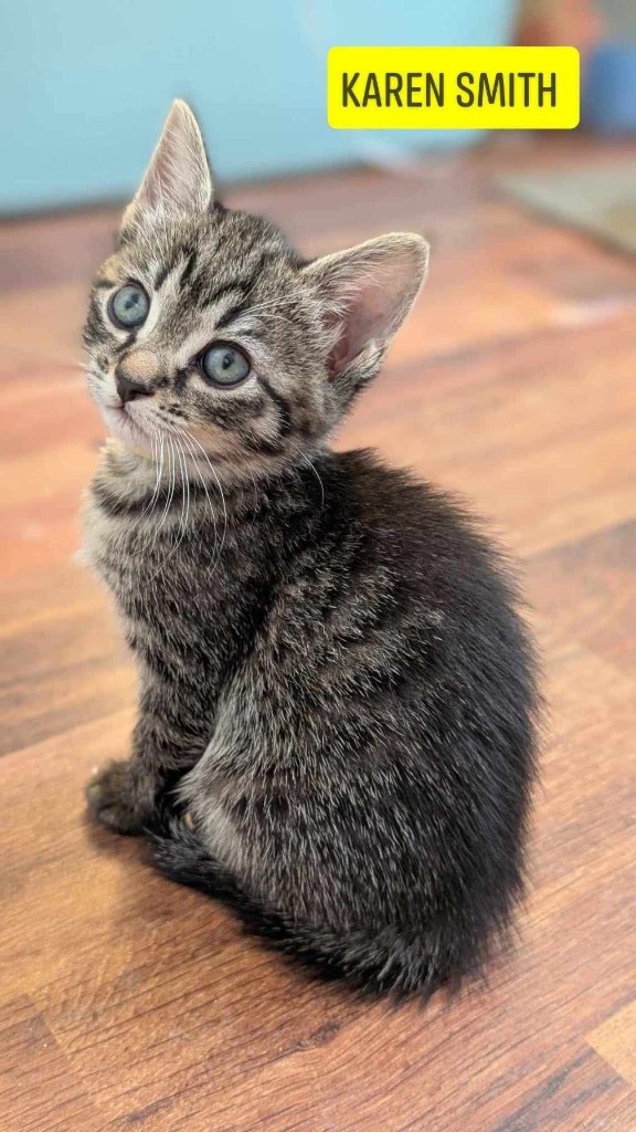 Karen Smith, an adoptable Domestic Short Hair in Hoover , AL, 35226 | Photo Image 2