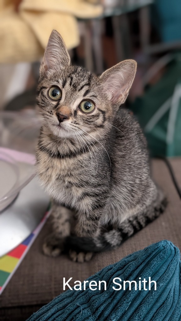 Karen Smith, an adoptable Domestic Short Hair in Hoover , AL, 35226 | Photo Image 4