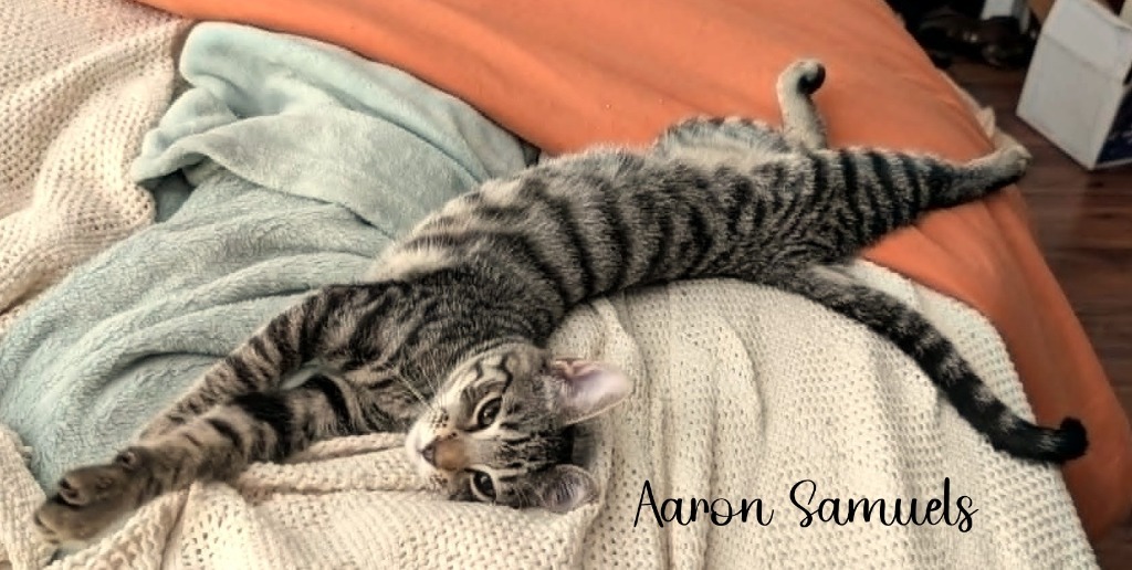 Aaron Samuels, an adoptable Domestic Short Hair in Hoover , AL, 35226 | Photo Image 1