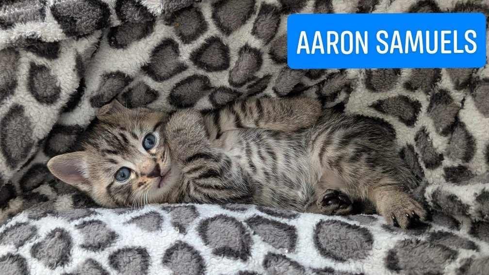 Aaron Samuels, an adoptable Domestic Short Hair in Hoover , AL, 35226 | Photo Image 2