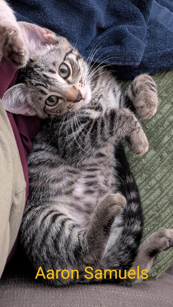 Aaron Samuels, an adoptable Domestic Short Hair in Hoover , AL, 35226 | Photo Image 3