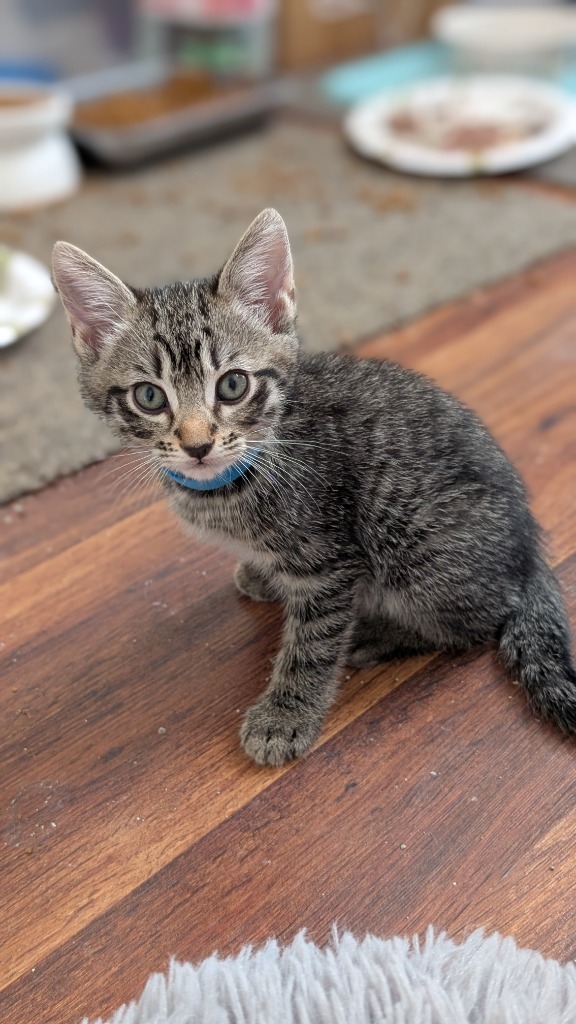 Aaron Samuels, an adoptable Domestic Short Hair in Hoover , AL, 35226 | Photo Image 5