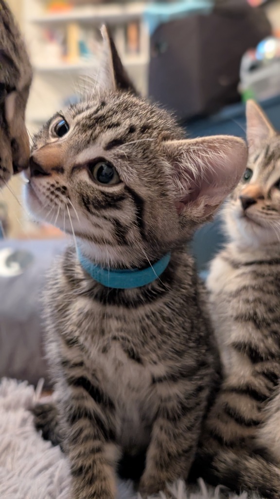 Aaron Samuels, an adoptable Domestic Short Hair in Hoover , AL, 35226 | Photo Image 6