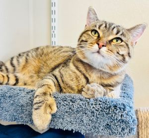 Griffin, Adult Male Domestic Short Hair