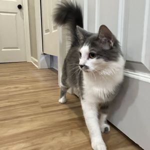 Snowball, Young Female Domestic Medium Hair