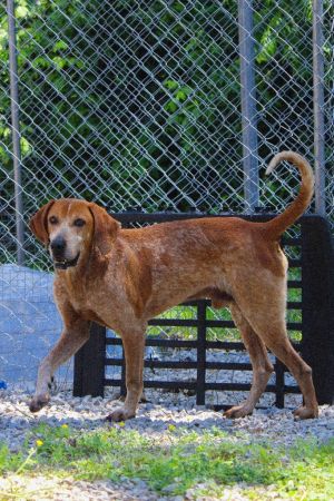 Rusty, Young Male Coonhound