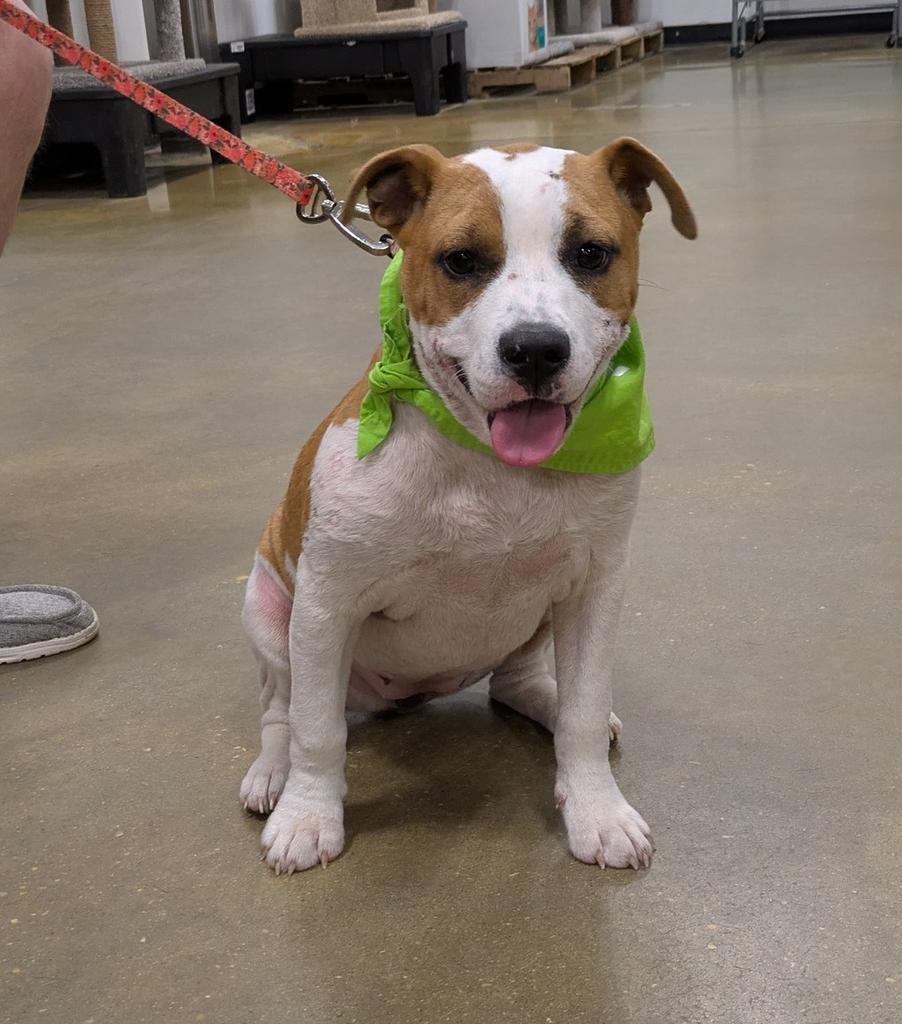 KELSIE ( Lucky Dog)