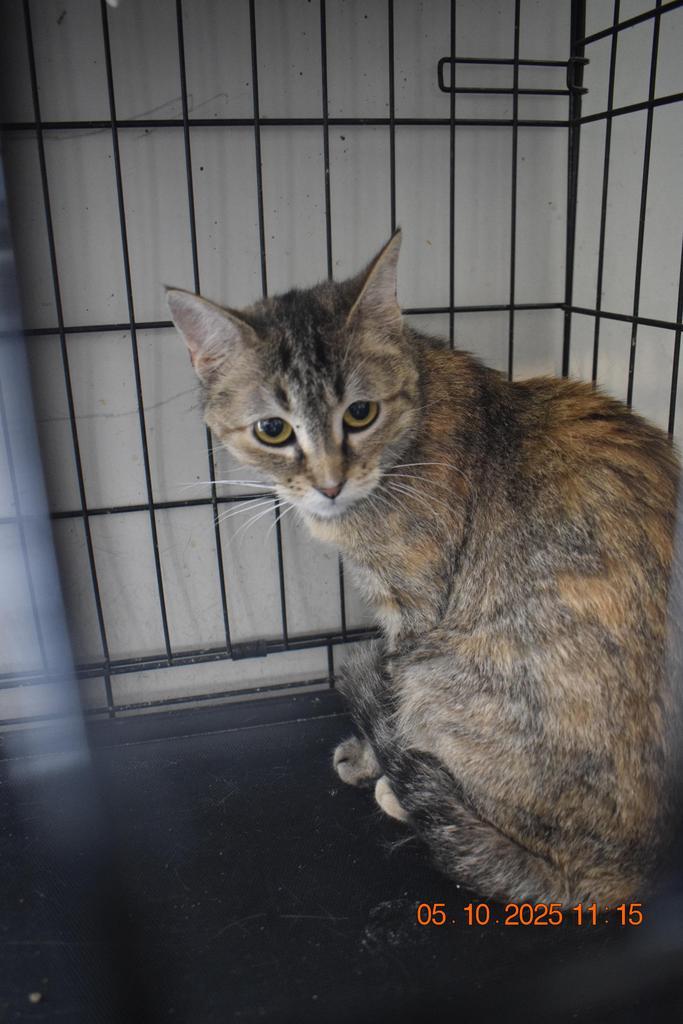 Inyo 2, an adoptable Domestic Short Hair in Pahrump, NV, 89048 | Photo Image 1