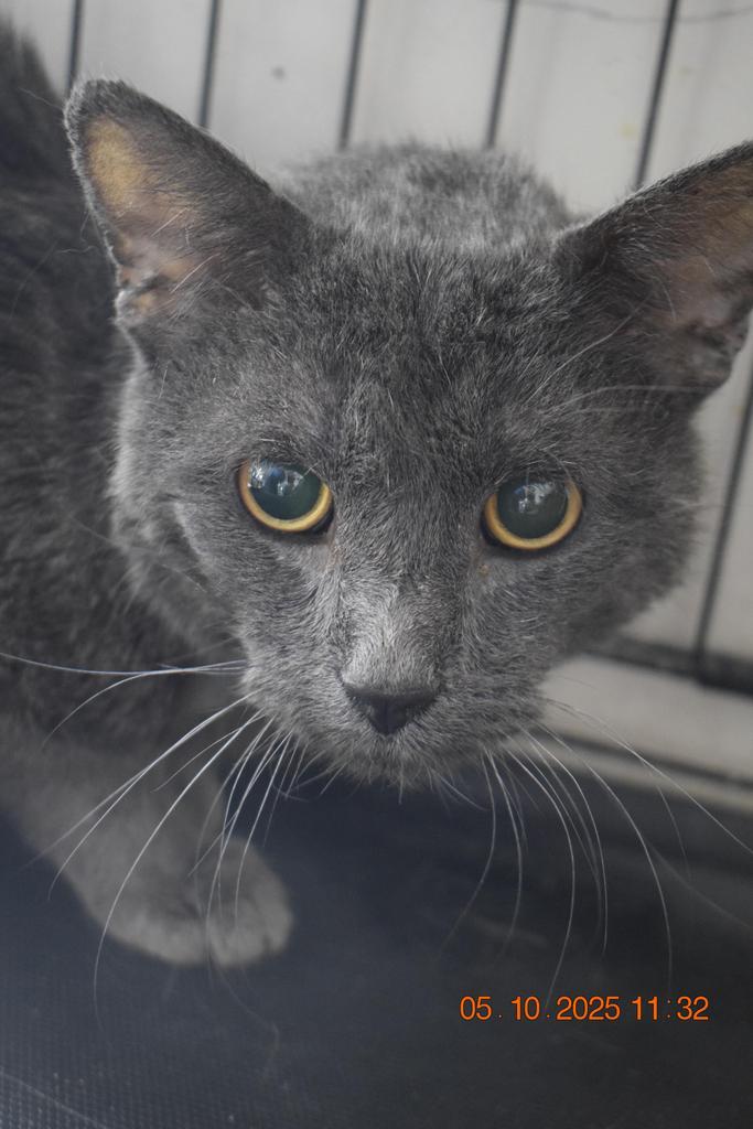 Torti (Inyo 1), an adoptable Domestic Short Hair in Pahrump, NV, 89048 | Photo Image 1