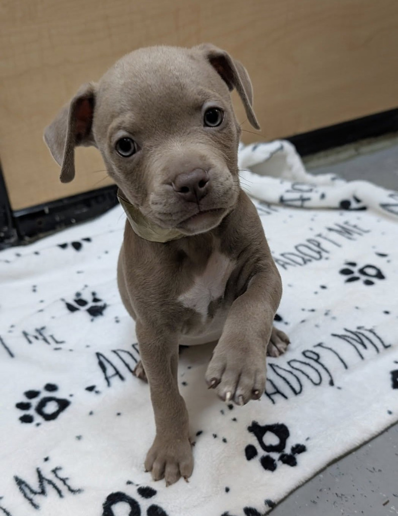 Echo