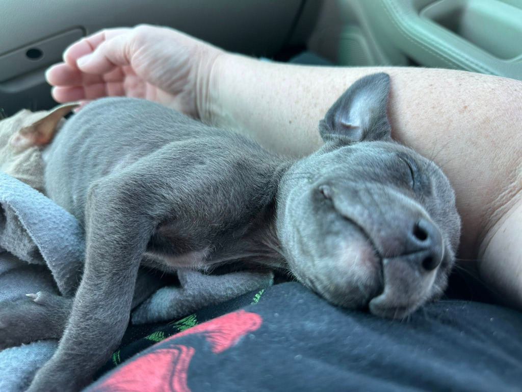 Willow