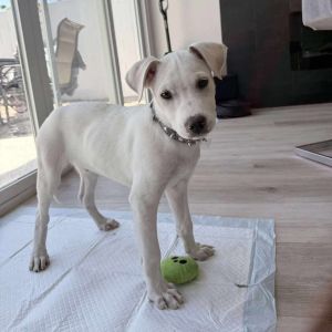 Smokey/Simba AZ, Baby Male Labrador Retriever