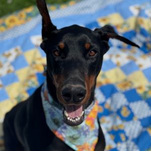 Hi there my name is Franco I am a 4 year old Doberman I am here at the Santa Maria