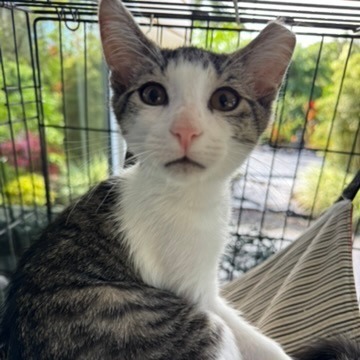 Poe, an adoptable Domestic Short Hair in Volcano, HI, 96785 | Photo Image 1