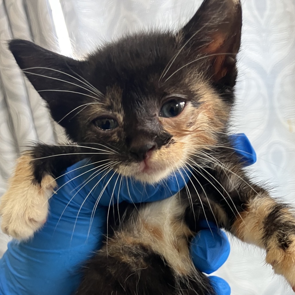 Liberty (COH-A-63536), an adoptable Domestic Medium Hair in Volcano, HI, 96785 | Photo Image 1