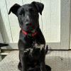 Sparky photo 1