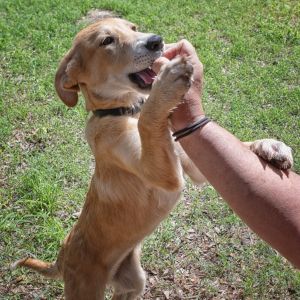Odessa, Baby Female Cattle Dog
