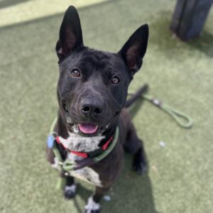 Leo, Adult Male Pit Bull Terrier