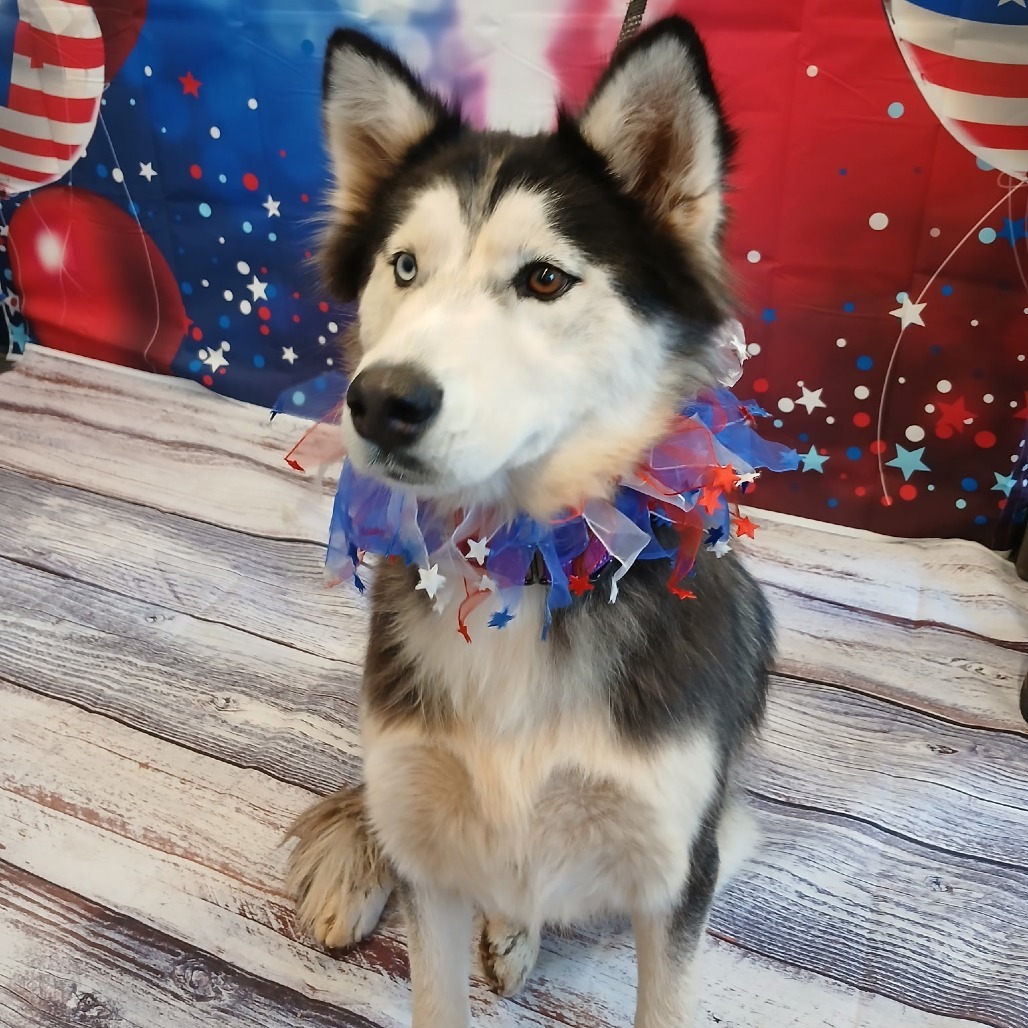 Suki, an adoptable Husky in Show Low, AZ, 85901 | Photo Image 1