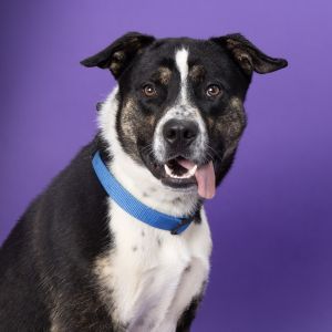 Hampton, Adult Male Mixed Breed