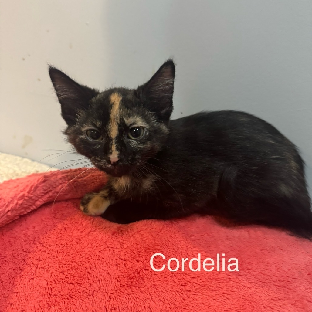 Cordelia