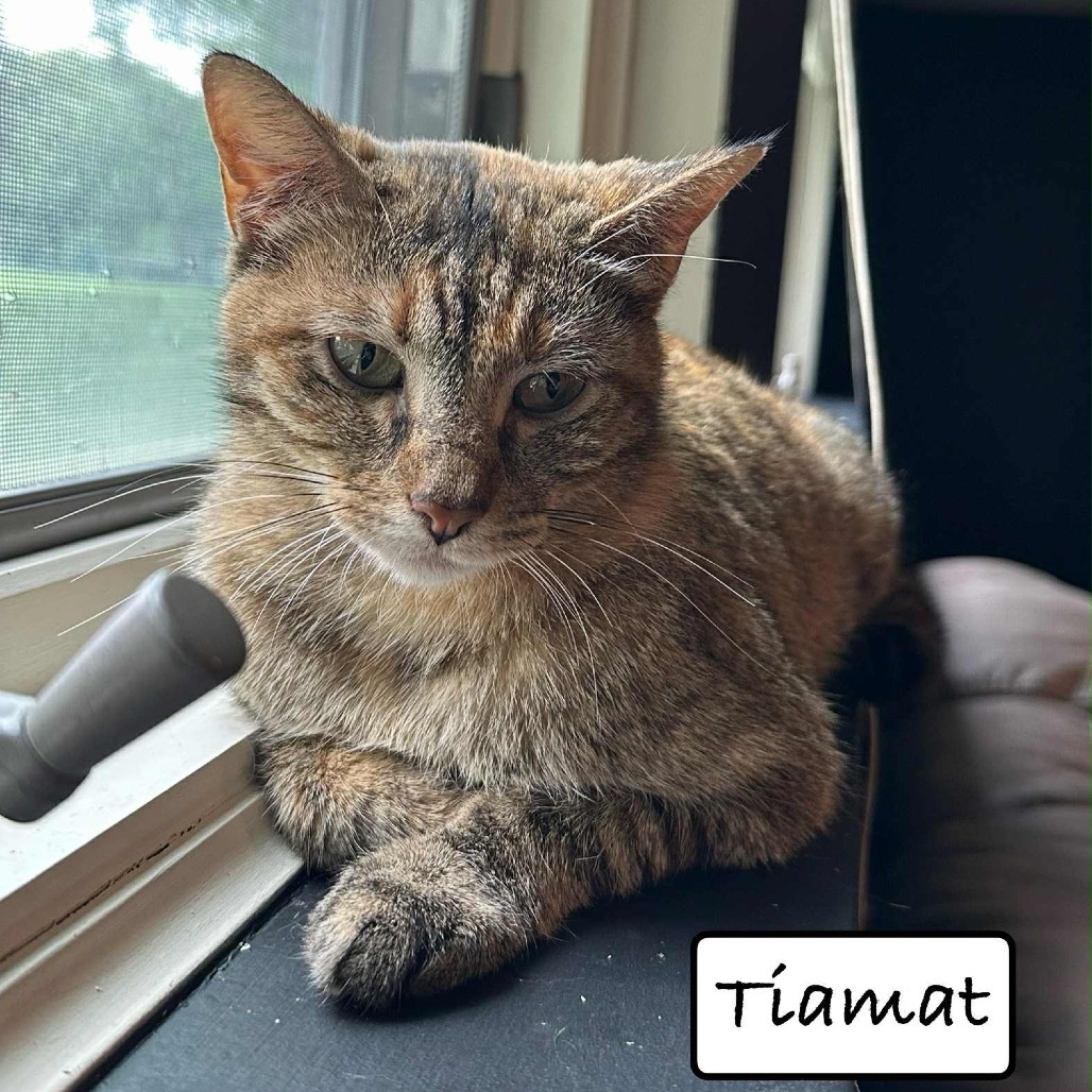 Mom Tiamat, Goddess of Dragons