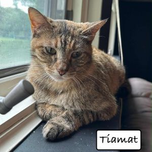 Mom Tiamat, Goddess of Dragons, Adult Female unknown