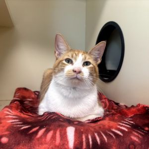Fred, Young Male Domestic Short Hair