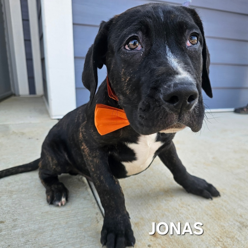 Jonas