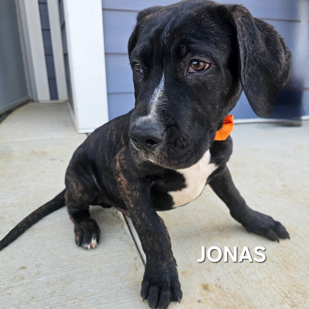 Jonas