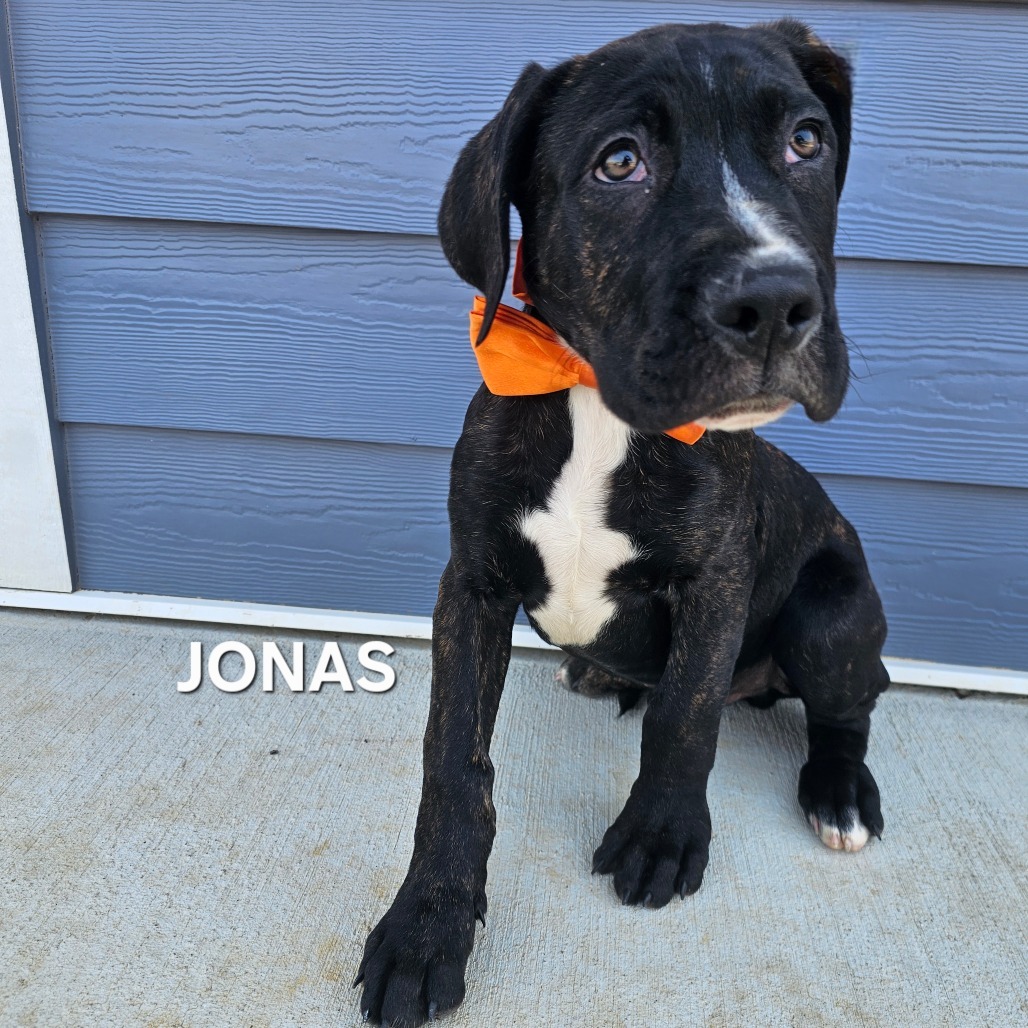 Jonas