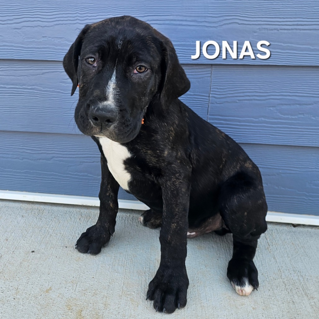 Jonas