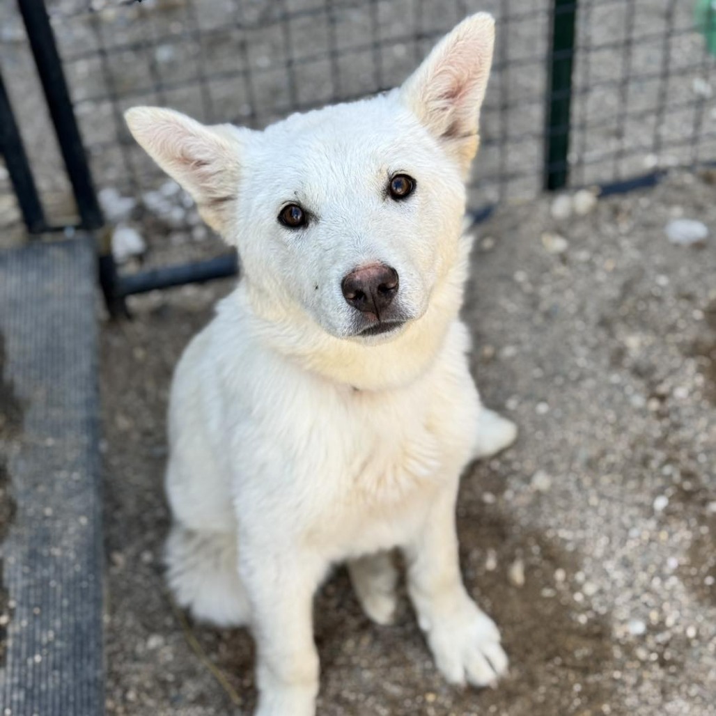 TROUBLE 25-26, an adoptable Husky in Bottineau, ND, 58318 | Photo Image 1