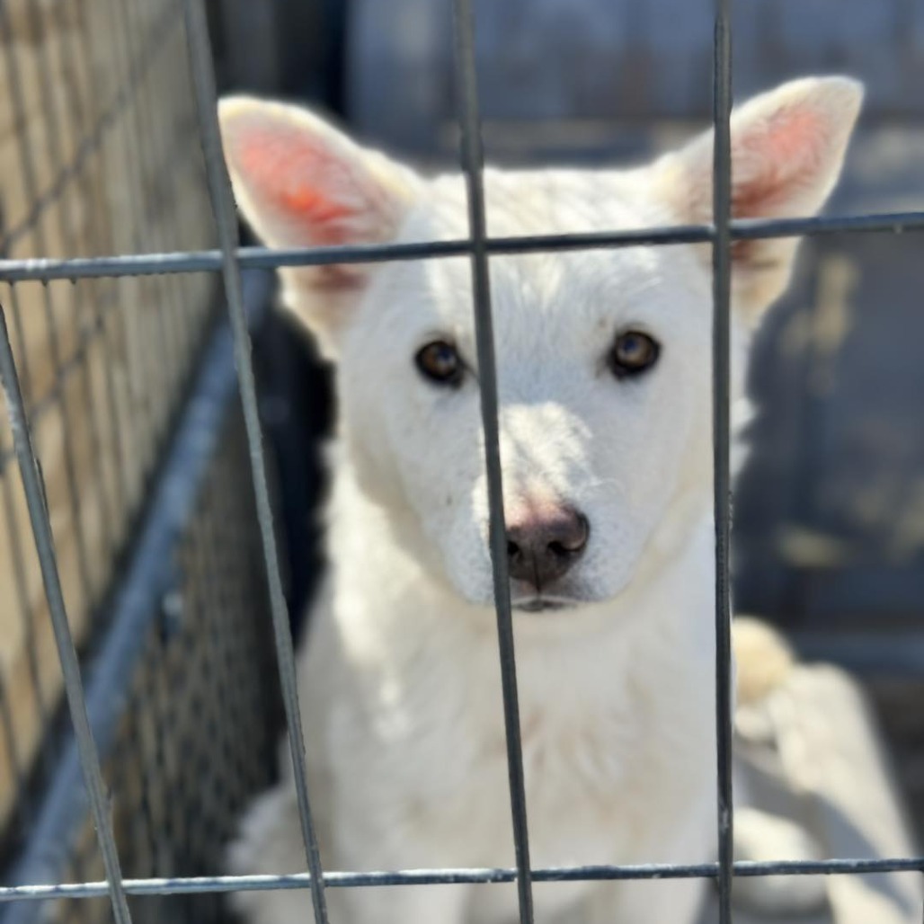 TROUBLE 25-26, an adoptable Husky in Bottineau, ND, 58318 | Photo Image 2