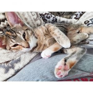 Voop da Voop 3, Baby Female Domestic Short Hair